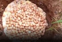 Thousands of eggs buried as poultry farmers lament egg glut in the country.