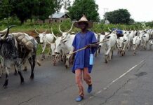 Enugu Assembly passes Bill establishing agency y to regulate herders operations