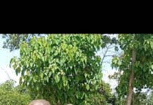 Dr. Uzu Onyemaechi, Peter Obi, Other Nollywood Actors Pays Tribute As John Okafor aka Mr Ibu Is Laid To Rest In Enugu