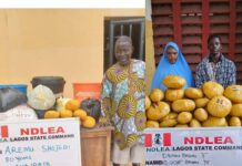 NDLEA intercepts N14.9bn opioids, arrests octogenarian, community leader’s wives, son