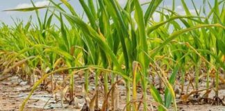FEATURE: Kwara farmers face multiple battles, as drought, economy, exploitation by labourers induce losses