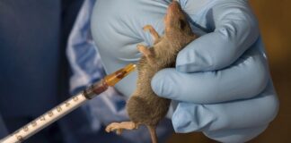 NCDC reports 1,025 confirmed Lassa fever cases, 174 deaths in 2024