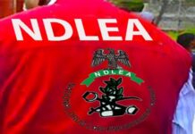 Man Faces NDLEA Charges Over Illegal Hemp Deal