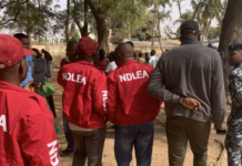 Kaduna: NDLEA Seizes 4,500kg Illicit Drugs, Arrests 1,290 Suspects in 2024