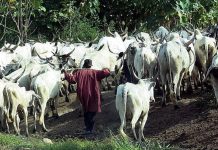 Tinubu Administration Labels Open Grazing as Unsustainable