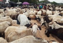 Eid-el-Kabir: Ram Prices Soar As Muslims Prepare For Festive Celebration