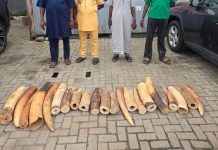 130kg Elephant Tusks Seized as Customs Arrests Four in Ogun, Lagos