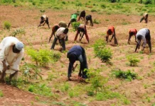 Zamfara Farmers Raise Alarm Over Insecurity, Fear Low Crop Yield