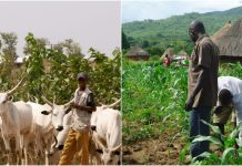 Farmers-Herders Clash Claims Eight Lives In Kebbi State