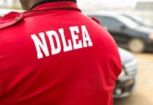 Edo Drug Crackdown: NDLEA Nabs 49 Suspects, Seizes Over 2.5 Tonnes of Narcotics