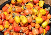 Ghana Unlocks New Economic Opportunities From Cashew Apples