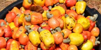 Ghana Unlocks New Economic Opportunities From Cashew Apples