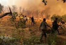Wildfires Rage Across Algeria, Killing 12 and Injuring Dozens