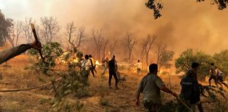 Wildfires Rage Across Algeria, Killing 12 and Injuring Dozens
